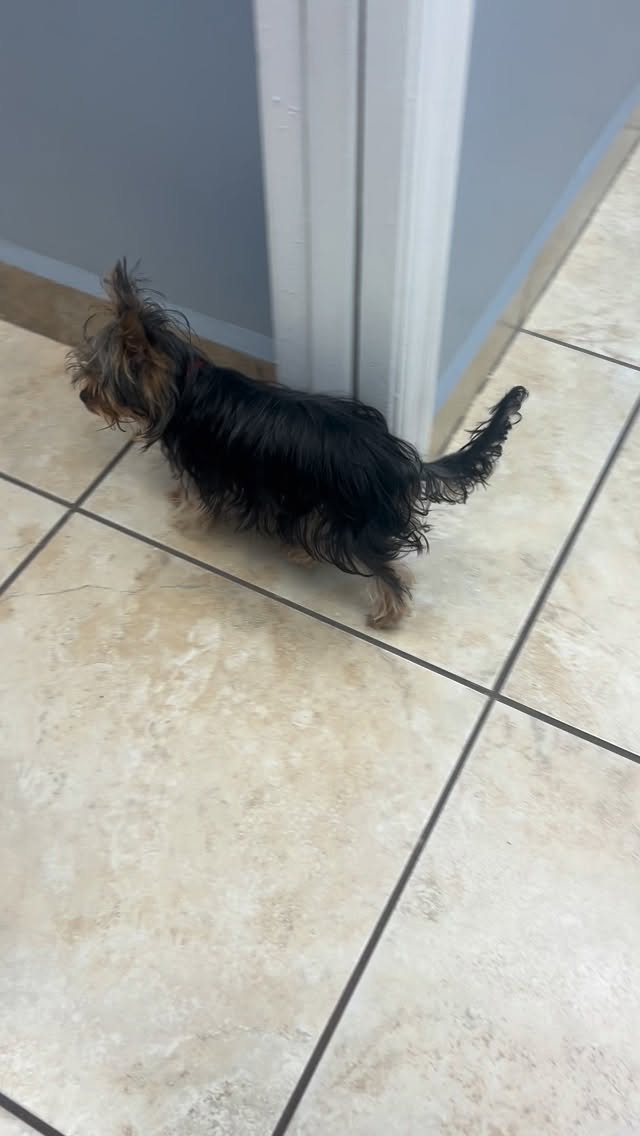 Lucas hanging out at Palmetto Animal Clinic 🐾💙
Where every visit feels like home and every pet is treated like family.
From playtime to check-ups, we’re here to keep tails wagging and hearts happy! 🐶🐱
#PalmettoAnimalClinic #VetLife #HappyPets #PetCare #FurFamily VeterinaryCare DogLovers CatLovers HealthyPets