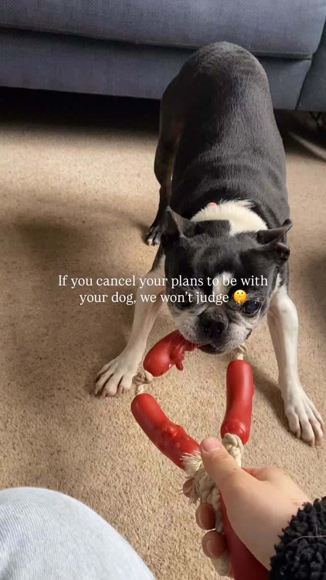 We won’t judge 🤫
#dogsofinstagram #doggos