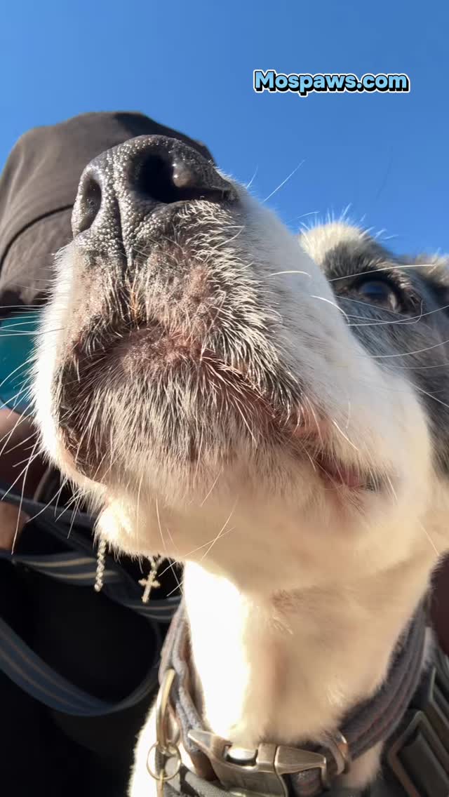 Good morning… Hope you have a great day 😊 #dogsofinstagram #mospaws #doggram