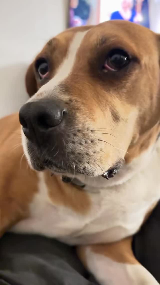 Ok, I’m ready for my picture. #dogsofinstagram #mospaws #doglovers