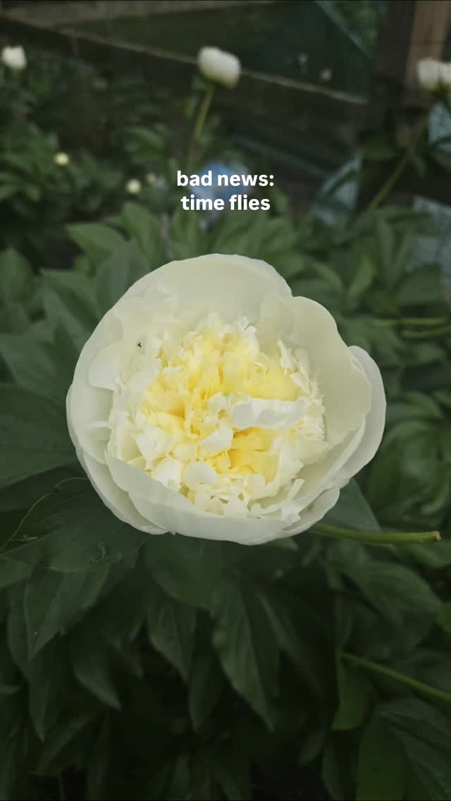 Happy Tuesday Beautiful People. Its snowing, flurries and chilly, BUT, Peony season is still on the way. Get ready because we surely are!! This year, with your Peony Subscription, you get 1 free Summer bouquet. What a deal and the best one possible. Get yours today. Click the link in bio and pre-order order yours today. 💐👩🏽🌾💯✔️