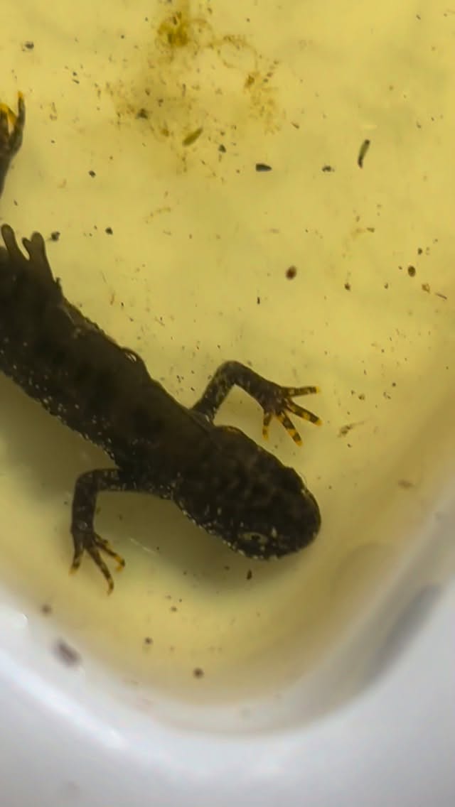 Great Crested Newts.
Please enjoy this random selection of facts about Britain’s most fabulous newt, including why you shouldn’t be like a Victorian naturalist.
** Great Crested Newts are a protected species. Please don’t handle or disturb them unless accompanied by someone with a licence**
#greatcrestednewt #newt #nature