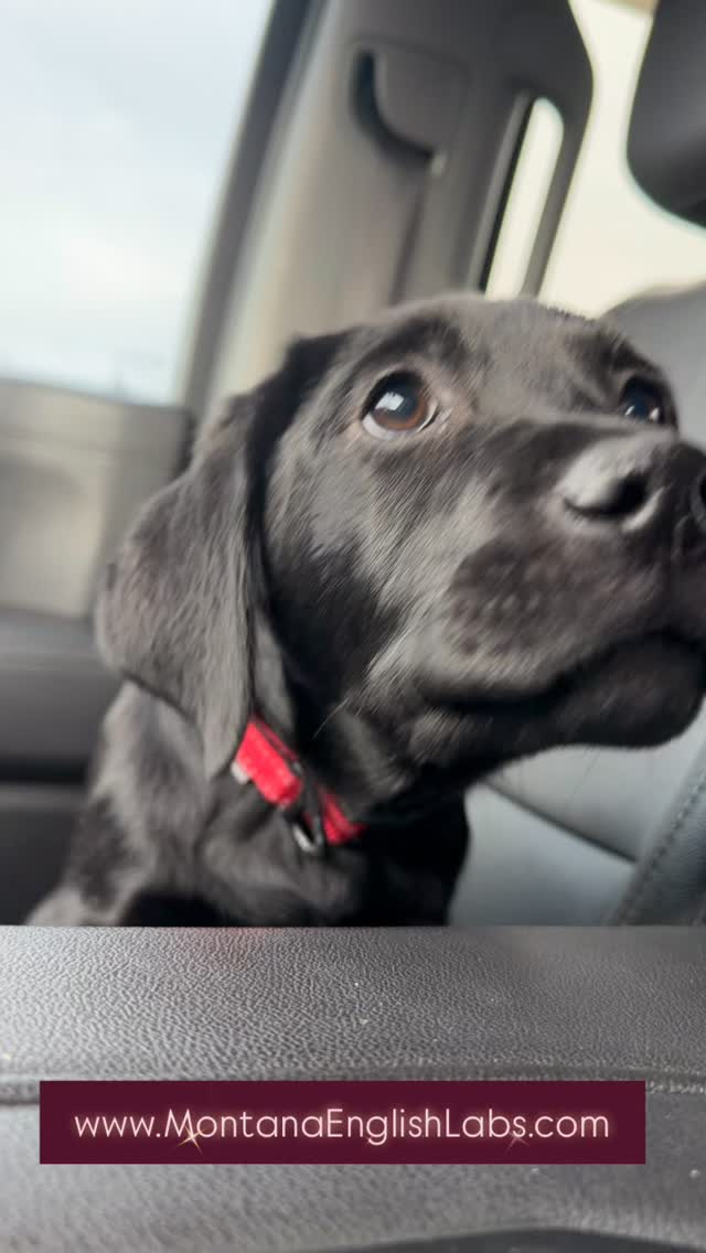 Sweet girl available ❤️www.MontanaEnglishLabs.com #labradorretriever #labradorpuppy #labrador #puppiesofinstagram