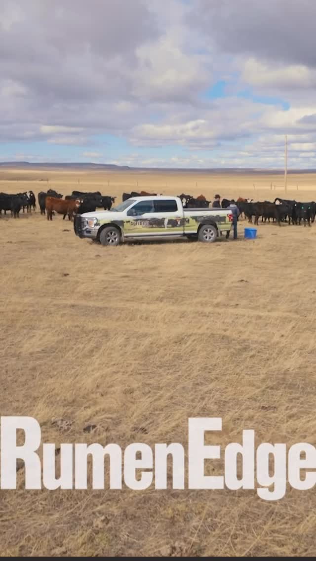 Why Choose RumenEdge?
✅ No Urea
✅ No Molasses
🌱 Natural Ingredients Only
High concentration of DDGS (almost 14oz/pound)
Excellent Redmond Conditioner dispenser (2oz/pound)
200lb Tub
Learn More👉 https://www.agribestfeeds.com/products/rumenedge
📞 Call us at: (866) 601-6646
#rumenedge #agribestfeeds #cattlenutrition #livestock #heardhealth