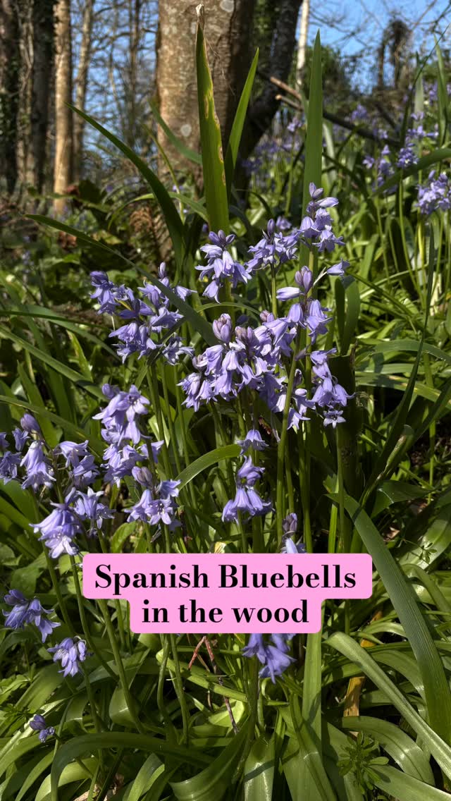 The bluebells are putting on a lovely display. These are cultivated Spanish bluebells planted long before we moved in. Beautiful contrasted against the clear blue sky! 😍
What’s growing near you?
#roselandpeninsula #flowersofinstagram #bluebells