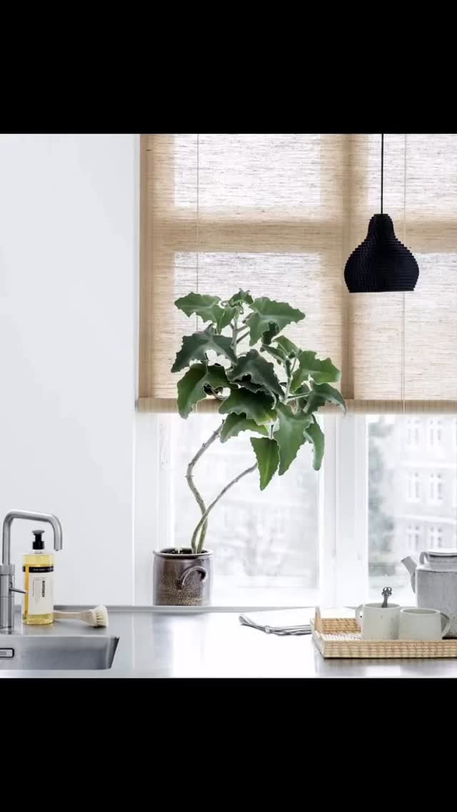 ☀️☀️
Herlighet så deilig å se solen i dag! ☀️☀️
.
Har du tenkt på ny solskjerming til vinduene dine? De lekre bambus rullgardinene fra danske Color & Co får du hos oss ☀️
.
Og akkurat nå kommer jeg på gratis befaring hjem til deg! 🏡☀️ eller på hytta ☀️
.
Gardinene bestilles på mål og kommer i mange forskjellige design og farger☀️
.
Naturlig, vakker, enkel og bærekraftig solskjerming ☀️
.
Se mer på vår nettside
https://www.aapenthav.no/
og ta kontakt for møte eller bestilling hos linda@aapenthav.no ☀️
.
#åpenthavinteriør #bambus #rullgardiner #vårsol #solskjerming