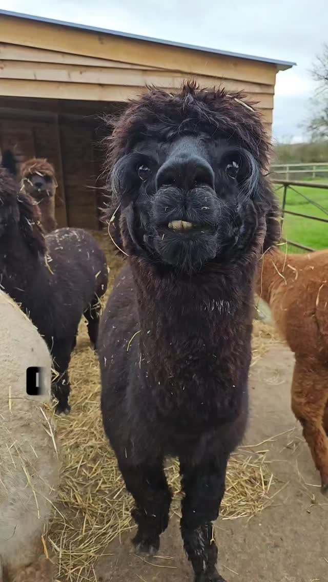 Blame the audio not the alpaca 😂🦙
#alpacaadventures #alpacasofinstagram #AlpacaWalks #wiltshirealpacas #fluffyfun