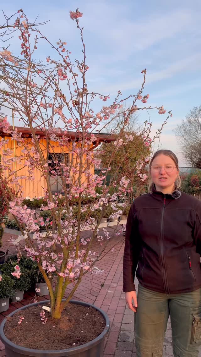 Mehrstämmige Solitärgehölze – echte Highlights für jeden Garten 🌿
In diesem Video zeigen wir euch eine Auswahl besonderer Gehölze:
🌸 Prunus ‘Accolade’ – mit ihrer zarten Blüte ein echter Frühlingsblickfang
🍃 Photinia ‘Red Robin’ – leuchtend roter Austrieb und immergrün
🍎 Zierapfel – Blüte und Fruchtschmuck in perfekter Kombination
🍁 Acer griseum – beeindruckt mit seiner dekorativen, zimtfarbenen Rinde
🌿 Cornus – markante Struktur und starke Wirkung als Solitär
Mehrstämmige Gehölze bringen sofort Charakter, Tiefe und Struktur in den Garten.
Welcher ist euer Favorit? 👇
#baumschule #solitärgehölze #gartengestaltung #mehrstämmig