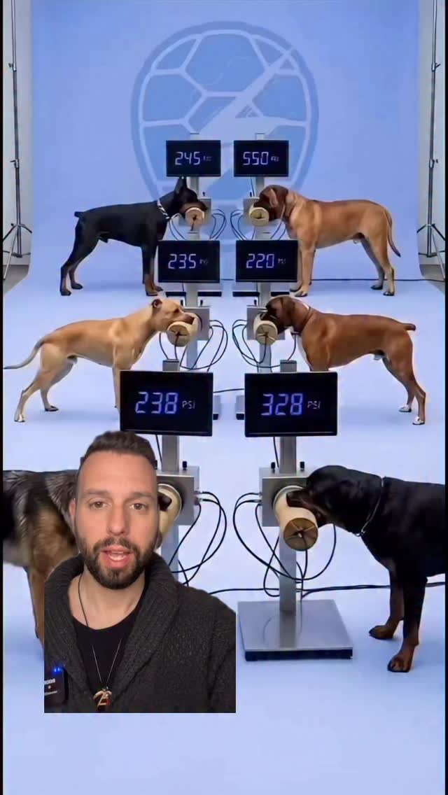 Non tutti i morsi sono uguali.
Ridurre tutto alla “forza” è uno degli errori più comuni.
Quello che fa davvero la differenza è come il cane utilizza la bocca, quanto dura l’azione, se c’è trattenuta o scuotimento e lo stato emotivo in cui si trova.
Un cane può avere meno pressione nel morso, ma risultare più pericoloso se mantiene la presa o entra in una sequenza più intensa.
📌 Ecco le principali tipologie di morso e i danni associati:
• Presa → contatto senza pressione: nessun danno
• Pizzicata → veloce e superficiale: lividi o piccoli ematomi
• Morso controllato → forza modulata: ematomi evidenti
• Controllato con trattenuta/scuotimento → aumento del danno: possibili perforazioni cutanee
• Morso forte → pressione elevata: perforazione muscolare
• Forte con trattenuta/scuotimento → lacerazioni importanti, rischio molto elevato
• Predatorio → distruzione dei tessuti: finalizzato a immobilizzare e uccidere
Capire queste differenze è fondamentale per leggere davvero il comportamento del cane, al di là dei numeri.
#cinofilia #comportamentocanino #pitbull #ipo #cani