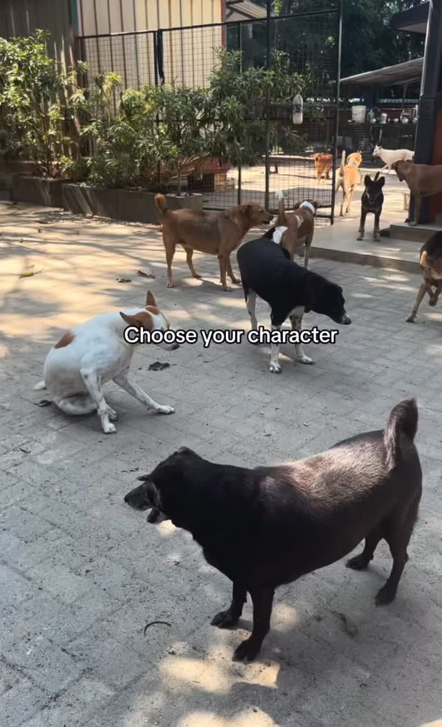 You can’t make a wrong choice at AWT 🐾❤️
If you wanna donate to your character follow the link in our bio. Any help is appreciated☀️
#sharethepost #dogs #cats #AnimalWellnessTrust #donate #share #like #weloveanimals