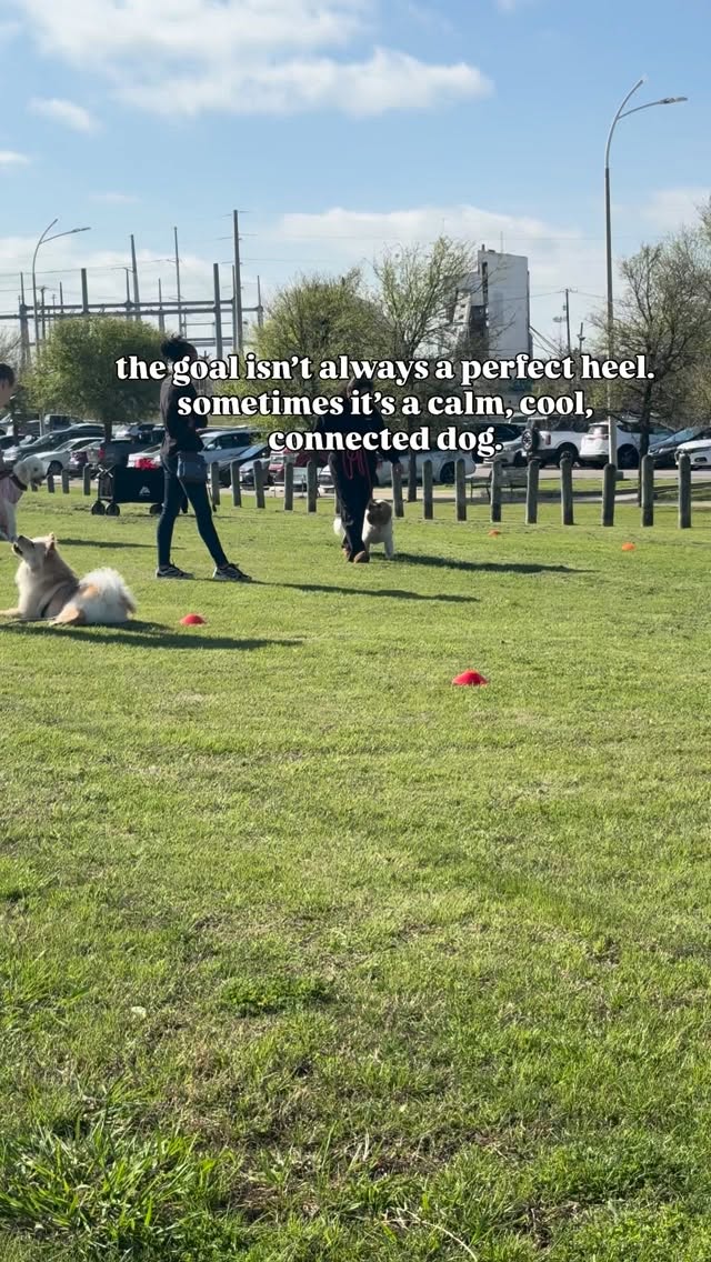 The highlight of the past few months has been watching each dog grow more confident, less anxious, and more connected with their owner.
Since starting group classes, Iâve received so many messages like, âMy dog is doing so much better outside and around other dogs,â and it truly means everything to me.
Thatâs the goal. Not perfection, just progress every time we meet.đĽšđ¤Š
#dallasdogtrainer #dallasdogtraining #dfwdogtraining #positivedogtraining #dallasdoglife