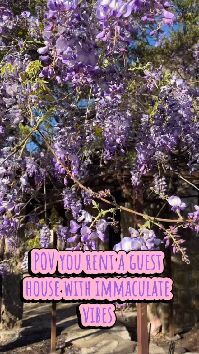 The wisteria at M’walimu always takes my breath away! Book now before the blooms fade! Www.highhope.eco