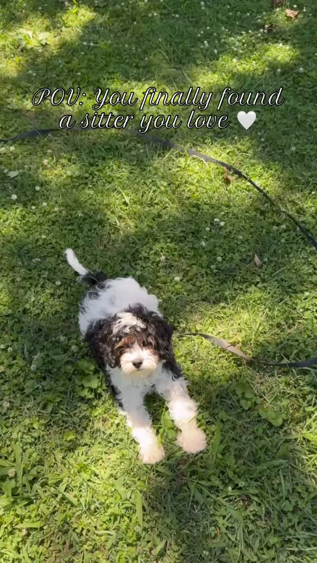 Slow moments, happy pups 🐾
There’s nothing better than watching a puppy feel safe enough to just be!
Exploring, playing, and enjoying their time.
This is what we’re all about at Haven 🤍
#nashvillepetsitter #hendersonvillepetsitter #gallatinpetsitter #puppylife #dogsofnashville #petcare
