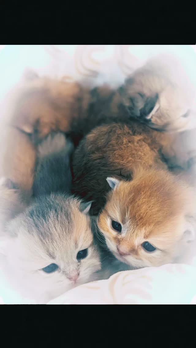 Litter D: I believe all of these will be long-haired kittens. Two girls and three boys. One blue golden girl in the litter, what a gift!!!
#britishkitten #britishlonghair #cutekitten #bluegoldenbritish #ny12