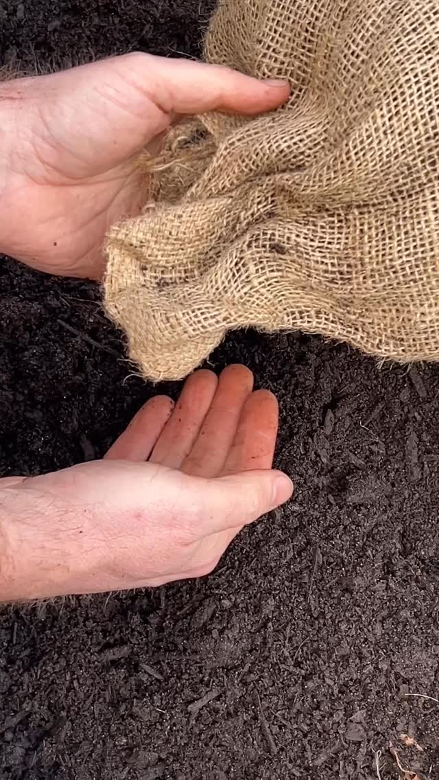 If anyone is looking for compost in Central Vancouver Island, I recommend checking out @valleyrootsfarmmarket / @rootboundfarmco.
Locally made in the Cowichan Valley, this is an excellent addition to your garden!
#compost
#organiccompost
#compostlover
#neverenoughcompost
#vancouverislandgardening