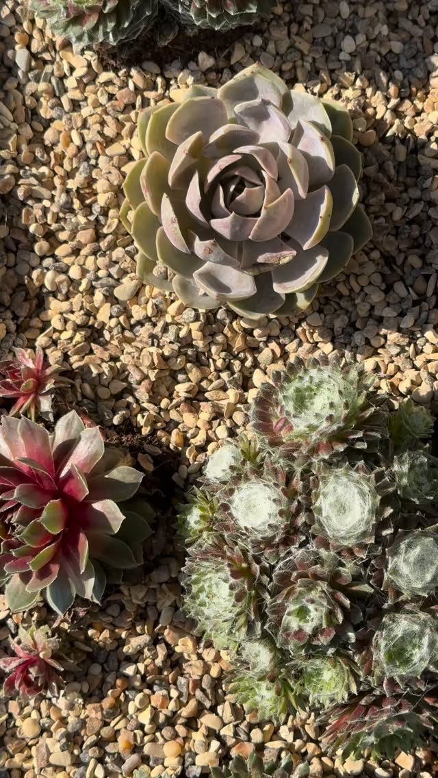 Welcome to your village hair spa 🤍
If you are all about the relaxed, warm and welcoming vibes with a side of amazing coffee. Even better hair and excellent customer care. Stones is for you 🌼
Book now by calling us on 01509 621162 or visit our website via the link in our bio
HAIR I SPA I RELAX I SUMMER I BALAYAGE