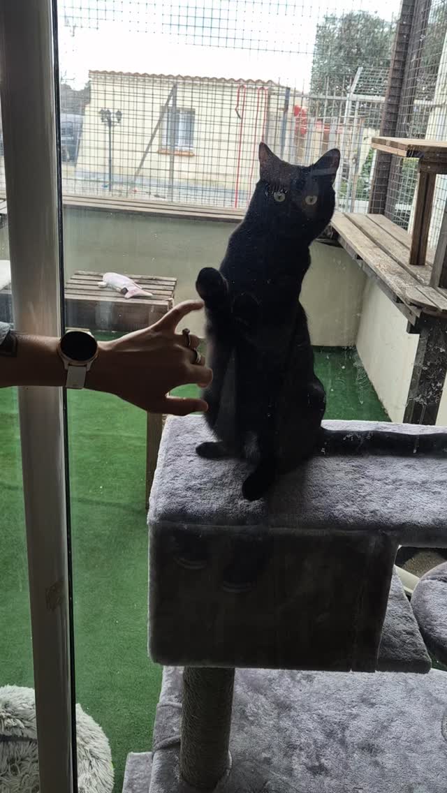 Cajou adorable petit chat 1er pour lui a la Pension avec lili et chatounet des habitués #pensionfeline #chateuropeen #amoureuxdeschats