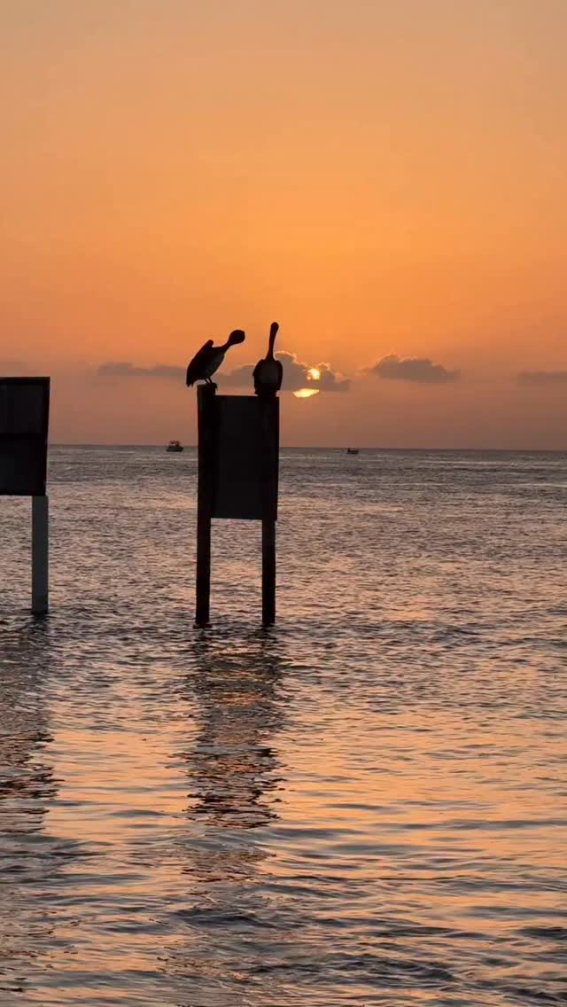 The moment when you look down to see a bloody big shark swimming under you…
Belize has the second largest active reef in the world and you don’t need to head far to see all it can offer - a couple of miles off Caye Caulker - just need a snorkel and the occasional deep breath! 🇧🇿🦈
#belizetravel #sharkie #cayecaulker #snorkeling #someoneelsescountry
