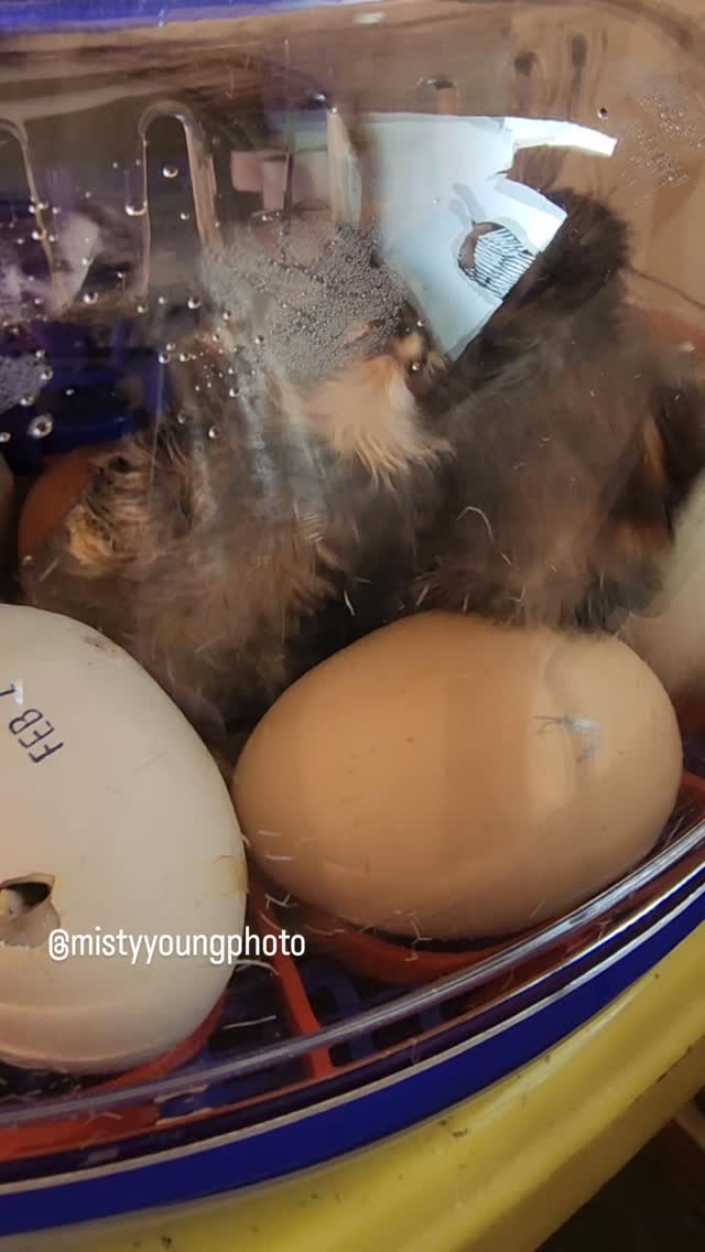 IT’S HATCHING DAY!!! 🐣🔥
We officially have tiny dinosaurs breaking out of their shells and let me tell you… this is better than any reality TV show.
You start with a quiet little egg… then suddenly tap… tap… peep… and BOOM — a fluffy, wobbly, slightly confused baby chicken enters the world like,
“Where am I and why is it so bright??” 😂
Hatching is hard work! These babies are tired!!
Nature is so amazing!!
Welcome to the world, little sweet baby fluff nuggets 🐥💛
#hatchingday #babychicks #chickensofinstagram #backyardchickens #homesteadlife #farmfresh #farmlife #raisingchickens #chickensofig #incubatorlife #hatchdaymagic #countryliving #urbanhomestead #homesteading #freshstart #springvibes #farmbabies #chickenlife #poultrylove #chickenmath #newlife #natureisamazing #fluffynuggets #egghatching #tinyfarm #farmfun #homesteadjourney
