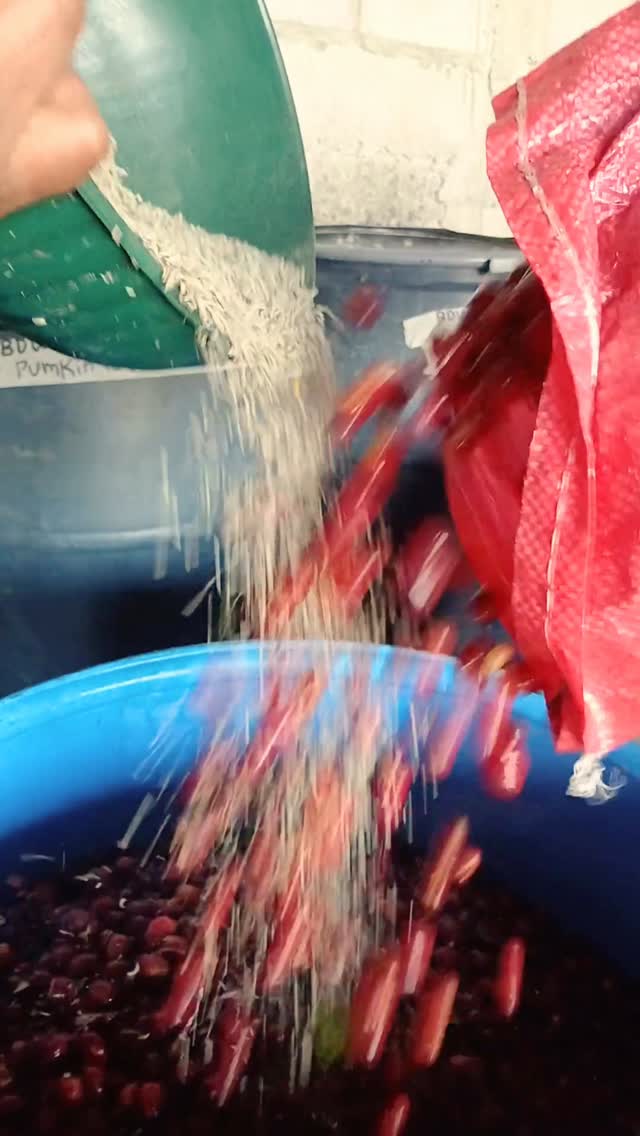 🥄 Cup our farming group’s fresh harvest in NY @multimodalroasting Thurs (3/19). We’ll have fruity washeds and naturals, fun carbonic maceration naturals and exotic fruit/flower co-fermentations on the table!
🗓️ Thursday, March 19th - 1pm
📍 39-26 24th Street, Long Island City, NY 11101
#carbonicmacerationcoffee #cofermentcoffee #microlotcoffee #naturalprocess #honeyprocess #thirdwavecoffee #anaerobiccoffee #pacamara #directtrade #directtradecoffee #coffeecupping #sustainablecoffee #biodynamiccoffee #coffeeroaster #coffeesorting #coffeeroasting #coffeefarm #sampleroasting #goldmtncoffee #coffeefermentation #nicaraguancoffee #specialtycoffee #communitycupping #maracaturra #geishacoffee #maragogype #geishacoffee