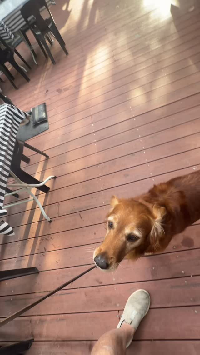 If youāre not having fun⦠your dog definitely isnāt š
Training shouldnāt feel like work.
I use every little moment as an opportunity.
Doesnāt even matter what the ātrickā is.
Itās all about:
⢠Communication
⢠Trust
⢠Having a good time together
Thatās where the magic happens.
Get the basics right first.
Clear rules.
Consistent discipline.
Then everything else starts to click.
Yes, it takes time.
Yes, it takes patience.
But when itās fun⦠it feels easy.
Junior is the perfect example.
He just wants to please.
Super affectionate. Loves the interaction.
And every Dexster puppy has been the same.
Trainable. Easy to have around. Just good dogs.
Iāve been very lucky building everything off him.