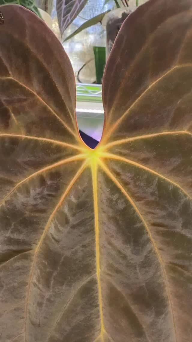 Papililaminum X1 with its bright orange sinus and vein.
Maybe I should call him “Papi Sunrise”! ☀️
Happy Friday everyone. Enjoy your weekend. 💚
#anthuriumpapillilaminumx1 #anthuriumhead #plantparent #supportsmallbusiness #plantlife