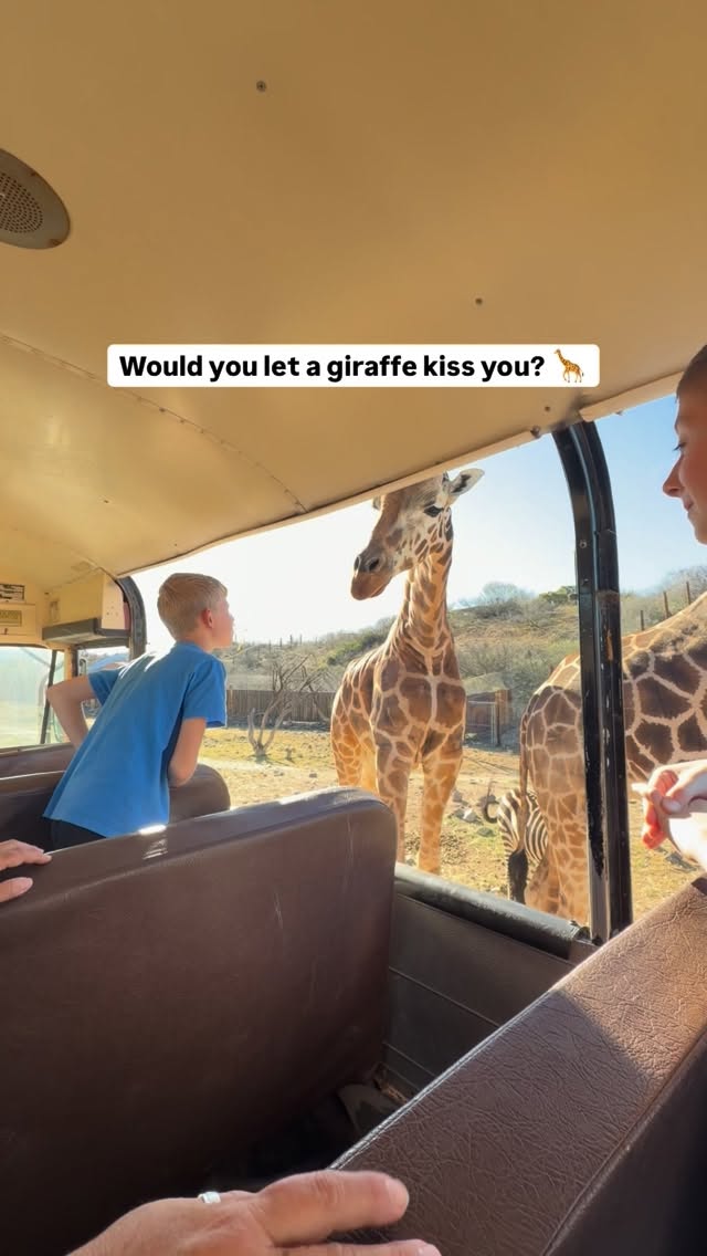 @outofafricapark is magical for animal lovers! Just about 75 minutes from Phoenix, you get to go on a safari, see cool interactive animal shows, and you can even feed a tiger! Many of the animals are rescues! Such a fun place to visit!