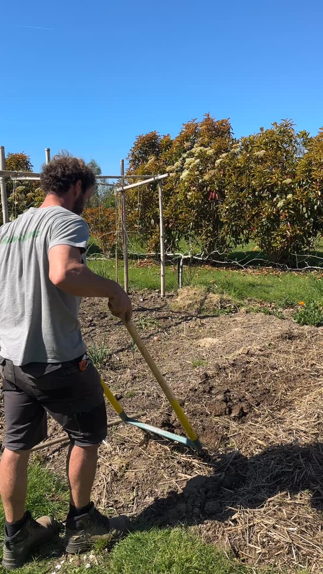 Aujourd’hui avec se beau ciel bleu retrouvé nous nous sommes occupés du potager et nous avons planté les patates 🥔 avec de la bonne humeur et la joie des plaisirs simples du travail de la terre
🌱le potager est un des 8 jardins ouverts à la visite
Jardin des Barthes classé remarquable sud des landes aux portes du pays basque #garden #potager #jardinremarquable #naturelovers #jardin