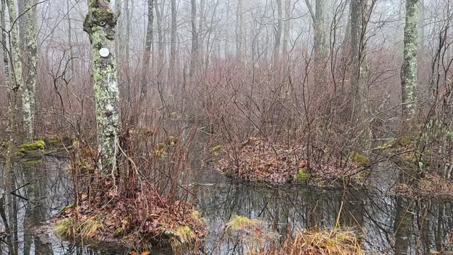 Wood frogs at Miller Farm Preserve. Spring is not far off. #millerfarmpreserve #march2026