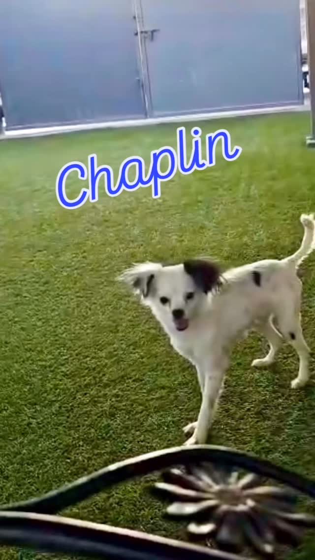 Chaplin đŤśđť
This adorable pup has been on quite a journeyâŚhe was saved from a hoarding situation, where he was probably born, and had minimal socialization. He lived in a garage with many other dogs, leaving him fearful of the world. But look at him now! He's thriving, playing, and running with the big dogs! Special thanks to Misfit, Kira, and Nala for helping him feel at ease and playful 𼰠Excited to see his continued growth!
Chaplin is available for adoption through @kissmypawsrescue
#abetterpetdogtraining #kissmypawsrescue #dogsoflasvegas #adoptme #mustlovedogs