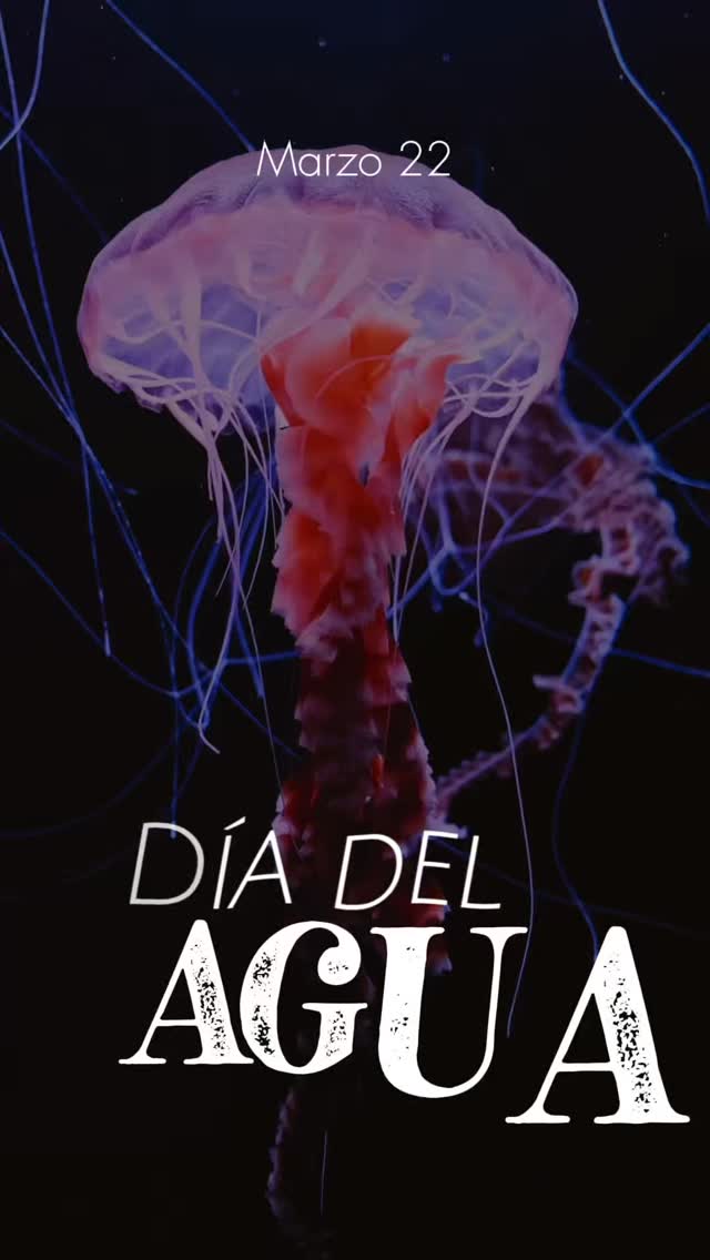 El agua no solo calma la sed, también sostiene la vida, la esperanza y el futuro de nuestro planeta. 💧🌍
En cada gota hay un llamado a cuidar, valorar y agradecer este regalo esencial que muchas veces damos por hecho.
Este 22 de marzo conmemoramos el Día Mundial del Agua 💙
Unámonos como comunidad para protegerla, pensando en las generaciones que vendrán.
#DíaMundialDelAgua #AlEstiloClaveriano #ClaverianosConscientes