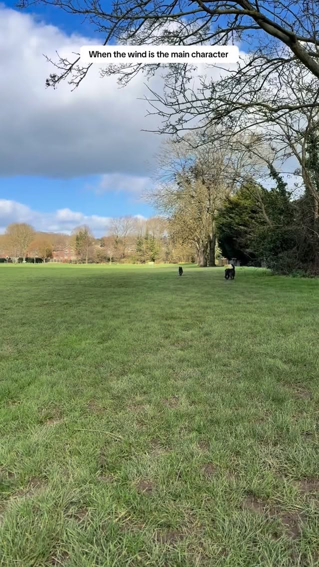 Windy days with Nellie and Wilma 🐶💨
#Dogsofinstagram #doglover #dogs #dogwalker #essexdogwalker