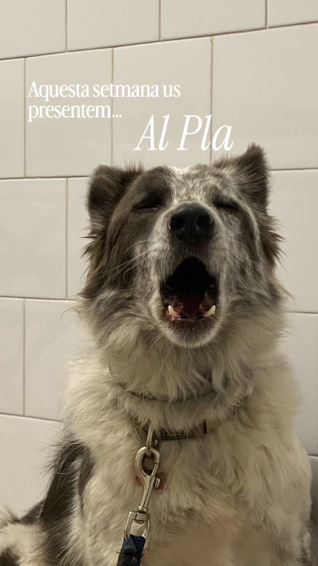 Avui al Bestiari Faces us presentem al Pla