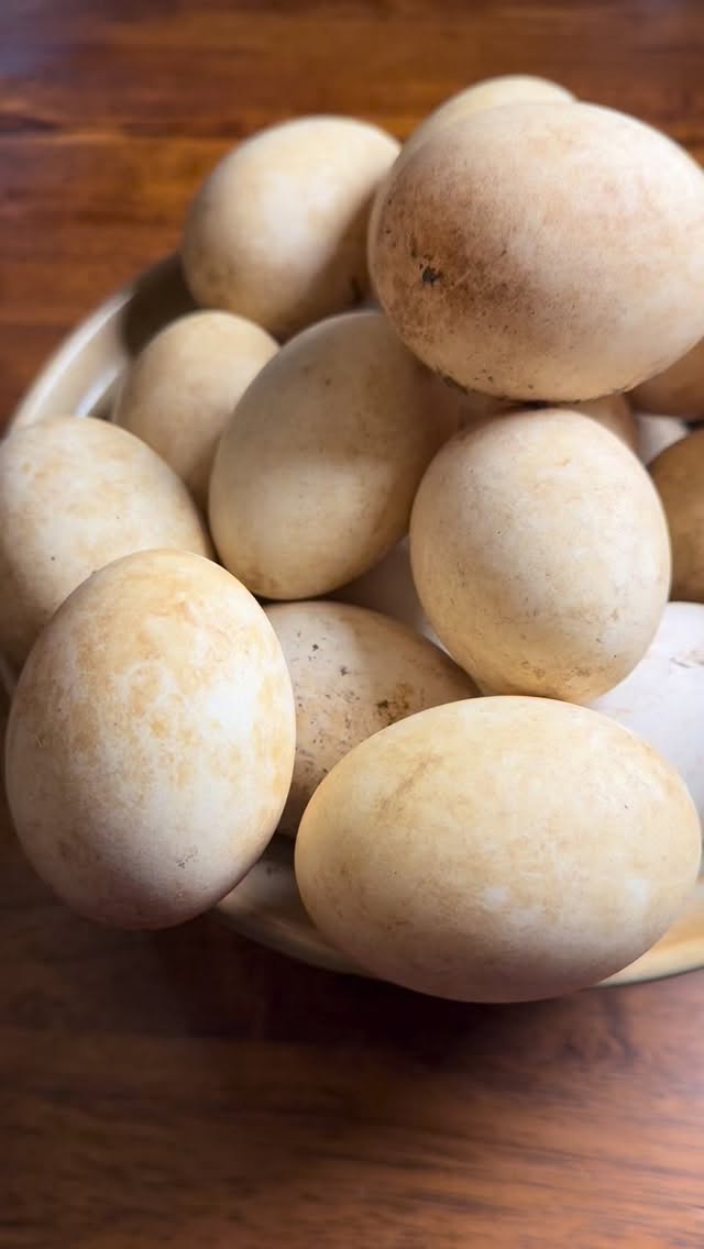 Those sweet little geese with the fluffy yellow feathers are babies no more!!!!! They have both begun to lay massive eggs! They are on high alert trying to protect the hidden nest. They had buried the eggs so deeply we nearly missed the nest. Geese have a terrible reputation for being mean and aggressive. These are not. I guess it’s because we hand raised them. But I’ve had others tell me they hand raised their geese only to be chased by them a year later. Perhaps we just got lucky. All I can say is they are fun, loud and have charmed us to bits. Plus they protect the chickens and ducks beautifully. Should we add a Gander (male goose) for them? Having a mate might turn them aggressive. Thoughts? #homesteadwifelife #homesteading #farmlife #organicgardening #traditionalcooking