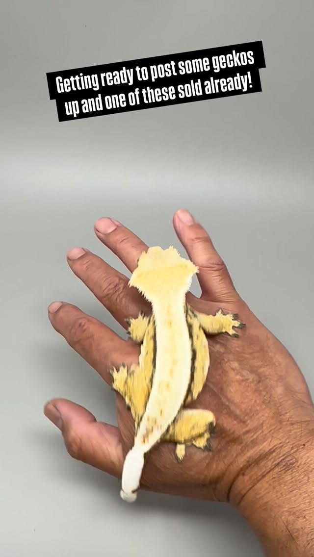 Here’s a sneak peak of what’s going on the website. And one of these already sold before I can post - lucky guy! #marvelmorphs #crestedgecko #marvelreptilesupply #chahouagecko #geckolovers ready to add something new to their collection! (Will also be on @morphmarket)