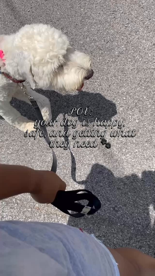 Happy dogs > perfect walks
Every pup is different, and we meet them where they are.
#petcare #dogwalking #nashvillepetsitter #nashvilledoodles