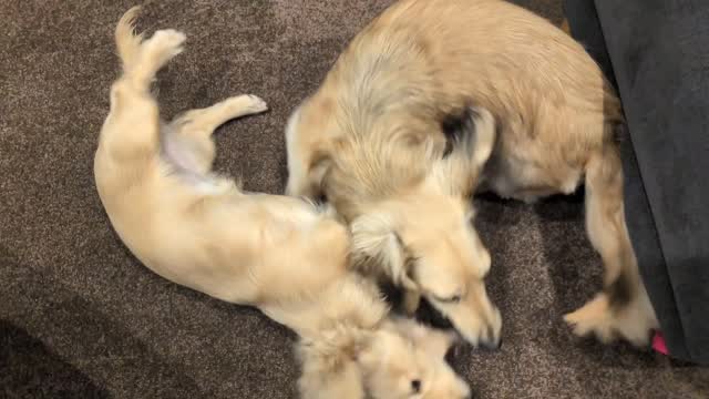 イチャつく姉妹🐶🐶
▼しまなみ介護タクシー🚕💨
「しまなみ介護タクシー」で検索🤳
https://www.kaigotaxis.com/
#ダックスフンド #介護タクシー #福祉タクシー #今治市 #しまなみ海道