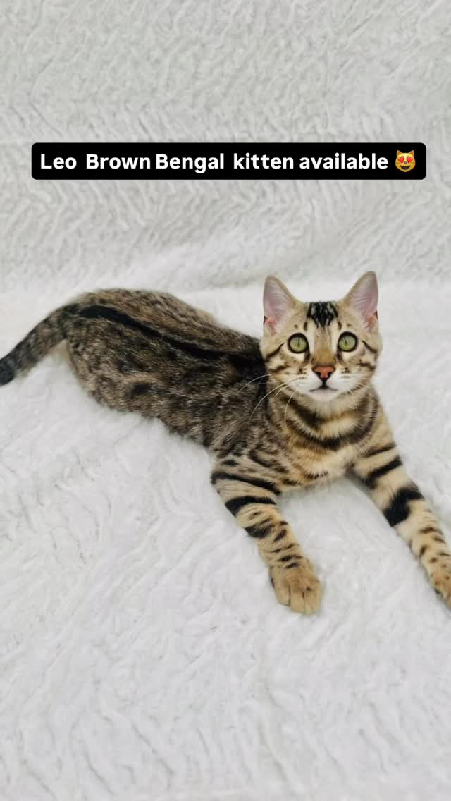Leo brown Bengal male available #bengal #cat #kitten #bengalcat #bengalkitten