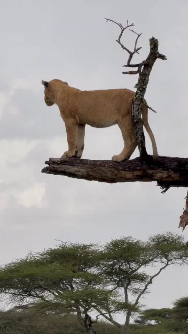 Prince of the Savannah looking after the Kingdom of the wild.
www.planetgogoadventure.com
#adventuretime #wildlifeplanet #wildlife_seekers #serengeti