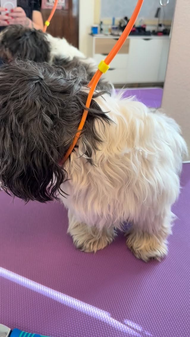 #grooming #hundesalon #grooming_luzern #hundesalonluzern #shitzulovers