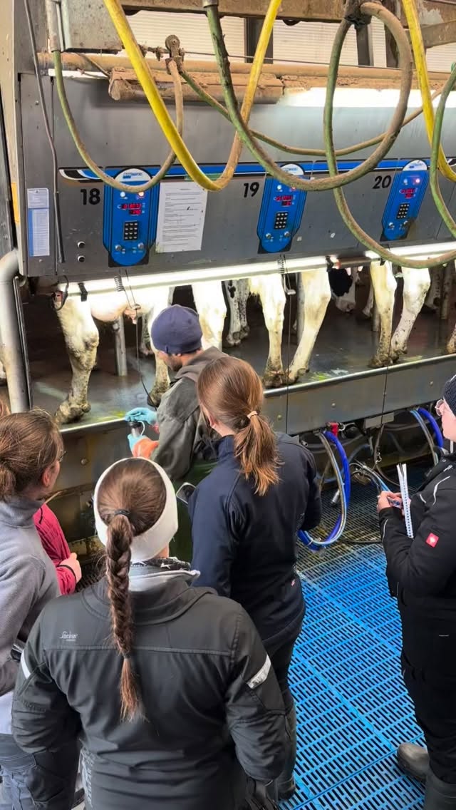 Diese Woche stand für uns das Thema Melken auf dem Plan. 🐄
Dafür haben wir Besuch von @hansfatzer und @holm_laue_sh auf dem Betrieb @hof.soehrn bekommen. Vielen Dank für euere Zeit 🫶🏻.
Begonnen hat der Tag mit einem theoretischen Teil in dem es um Schlauchführung, Zitzengummis, Vakuumwerte/schwankungen, Melkroutinen usw. ging. Anschließend sind wir in den Melkstand gegangen und haben dort mehrere VaDia Messungen durchgeführt und konnten anhand der transparenten Melkbecher und Zitzengummis den Vorgang analysieren. Die Messungen und Erkenntnisse wurden anschließend ausgewertet, sodass die ersten Einstellungen und Veränderungen schon vorgenommen wurden.
Den Tag haben wir ausklingen gelassen mit einer interessanten Betriebsbesichtigung bei @karstens_holstein_ .
Vielen Dank für eure Zeit und die spannenden Einblicke in den Betrieb 😊.
✌🏻🐮