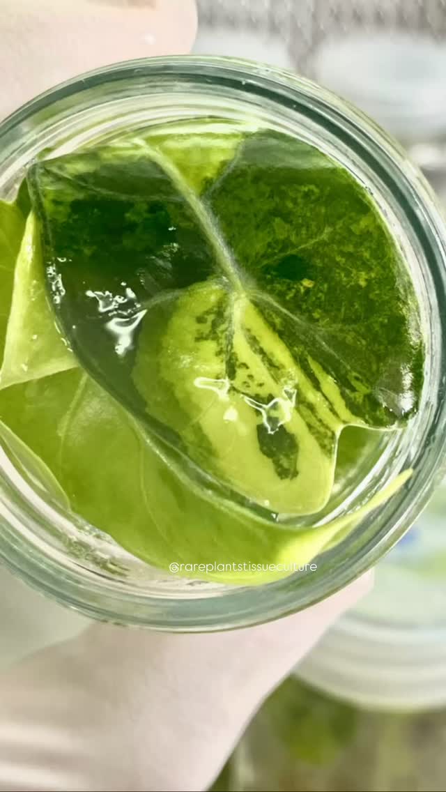 Party in a bottle 🎊 🎉
#alocasiasuhirmanianavariegated #variegatedplants #rareplantstissueculture