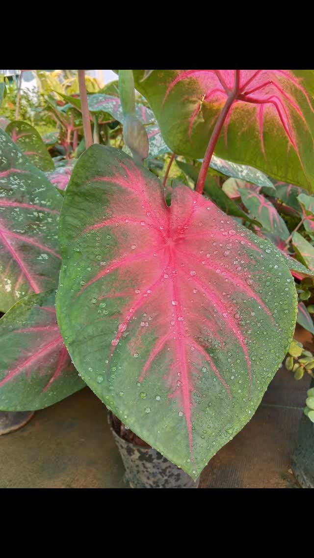 Caladium - She isn't just a leaf; she’s a watercolor dream caught in a web of veins. Where the garden is green, she chooses to be a riot of rose — a heartbeat mapped out in chlorophyll and crimson. ❤️ 🍃
#caladium