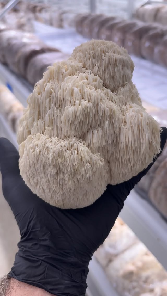 Beautiful morphology happy mushroom Monday!
Lionโs Mane = premium functional gourmet mushroom ๐
Regeneratively grown in Miami.
๐ฉ DM us for wholesale supply + chef boxes.