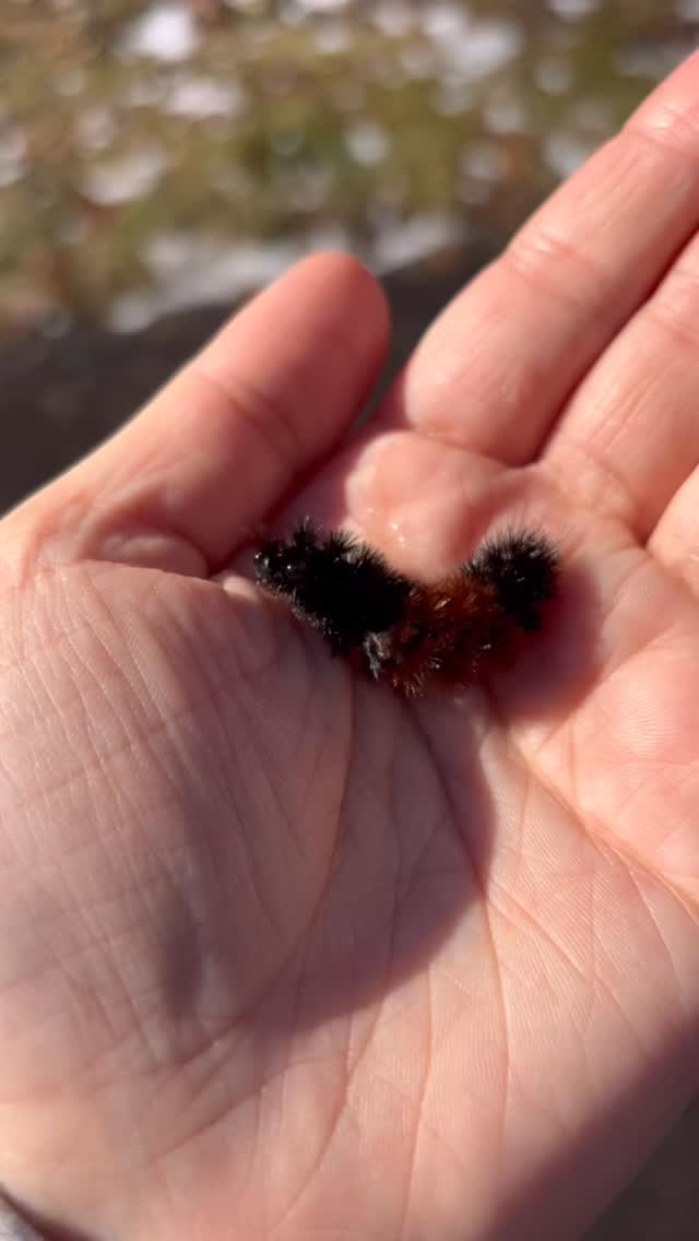 I once wrote a post about winter’s rest, aptly called just so. You can read it on my website, elliemaureen.com. But even more than that, I encourage you to go out, to listen to the quiet, to experience that rest and waiting for yourself. When March rolls around I try hard to see past all the brown. Because if you do, you can almost feel the anticipating green bursting with youthful life underneath. It’s an exciting feeling—waiting for spring’s wake, but we must not forget winter’s rest.
.
And excerpt from Winter’s Rest—
Winter may be brutal and cold, but those that say merciless have not known the mercy in winter’s rest. Winter knows the importance of filling back up, more than any of us. Nothing in nature grows at all times and winter will prove so whether we like it or not.
.
#daretohope #hopecore #hibernation #naturegirl #springcore