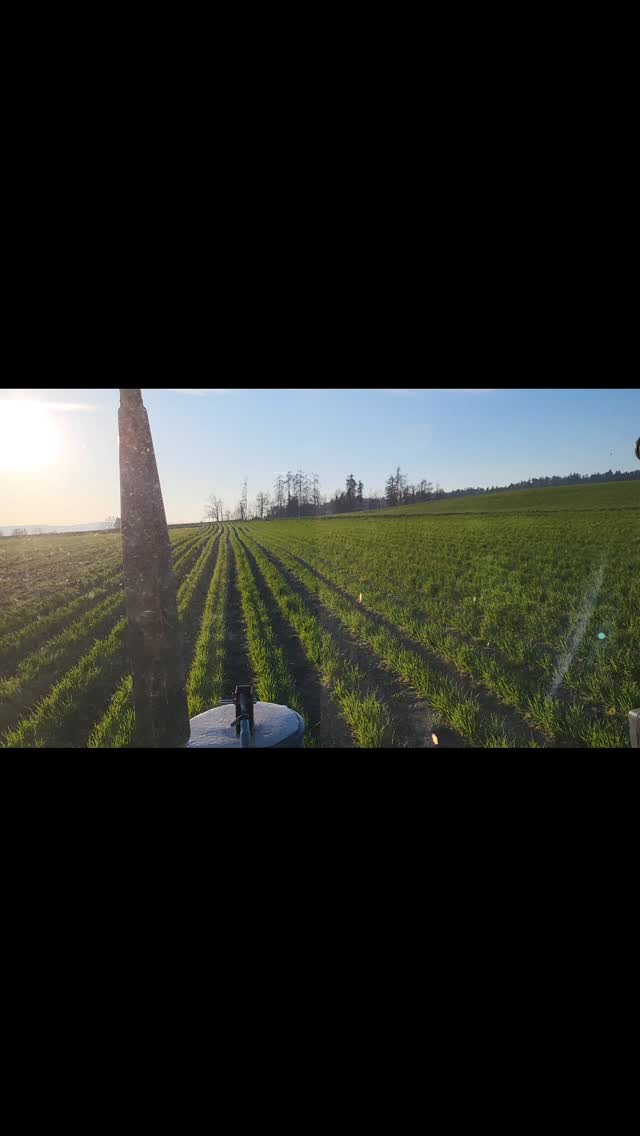 Emmer-Hacken mit unserem neuen Turiel Ramen – Begeisterung pur ;-) ✨
#turieldammkultur #ackerliebe #stäfa #biohof püntcher #emmer