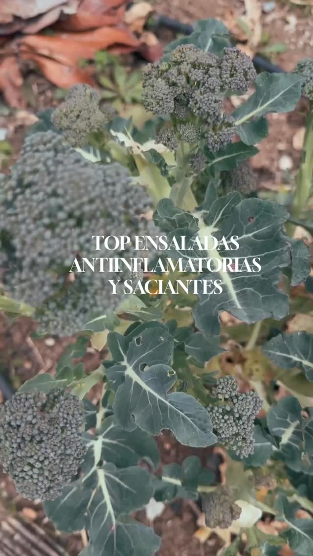 2 ENSALADAS ANTIINFLAMATORIAS que deberías empezar a comer ya 🔥
La clave no es solo comer “sano”…
es elegir alimentos que reduzcan la inflamación desde dentro 👇
👉 Y aquí hay dos protagonistas claros:
🥦 Brócoli y coliflor (crucíferas antiinflamatorias)
🫒 Aceite de oliva virgen extra (oro líquido para tu salud)
⸻
🥬 ENSALADA 1: COLIFLOR
✔️ Coliflor cruda → mantiene intactos sus compuestos antiinflamatorios (sulforafano)
✔️ Brotes tiernos → cargados de antioxidantes y enzimas vivas
✔️ Nueces → grasas saludables + omega 6 + efecto saciante
✔️ 2 huevos a la plancha → proteína completa + vitaminas esenciales
✨ Todo acompañado con nuestro
🫒 AOVE Fórmula 1 → potente antiinflamatorio natural que protege tu corazón y reduce el estrés oxidativo
⸻
🥦 ENSALADA 2: BRÓCOLI PROTEIN
✔️ Brócoli → alto en sulforafano, vitamina C y fibra (top antiinflamatorio)
✔️ Atún → proteína + omega 3 (clave para reducir inflamación)
✔️ 2 huevos cocidos → proteína de alta calidad + saciedad
✔️ Frutos secos → grasas saludables + minerales
✨ Y el toque final:
🫒 AOVE Hojiblanca → antiinflamatorio, mejora la salud metabólica y potencia todos los nutrientes