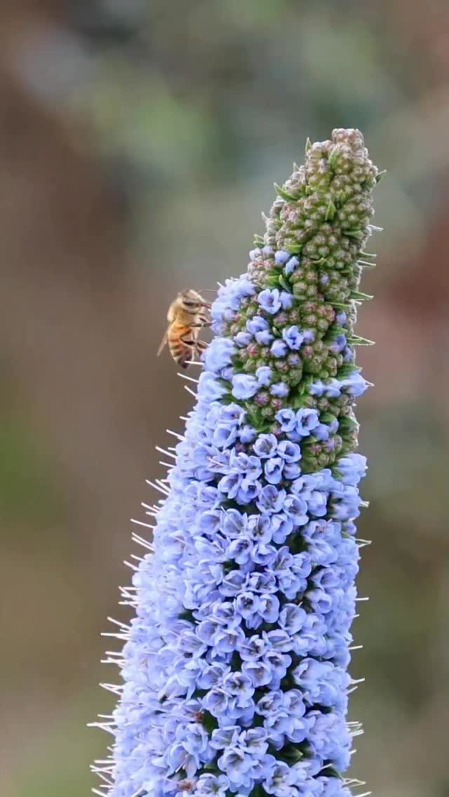 🌿 Il 28 Marzo – Un evento da non perdere 🌿
Una giornata speciale immersi nella natura, tra campagna e vista mare sulle colline livornesi ✨
Impareremo a riconoscere e raccogliere le piante spontanee commestibili, parleremo di orto (in terra o in casa) e scopriremo i segreti dell’autoproduzione: pane, germogli e ricette naturali