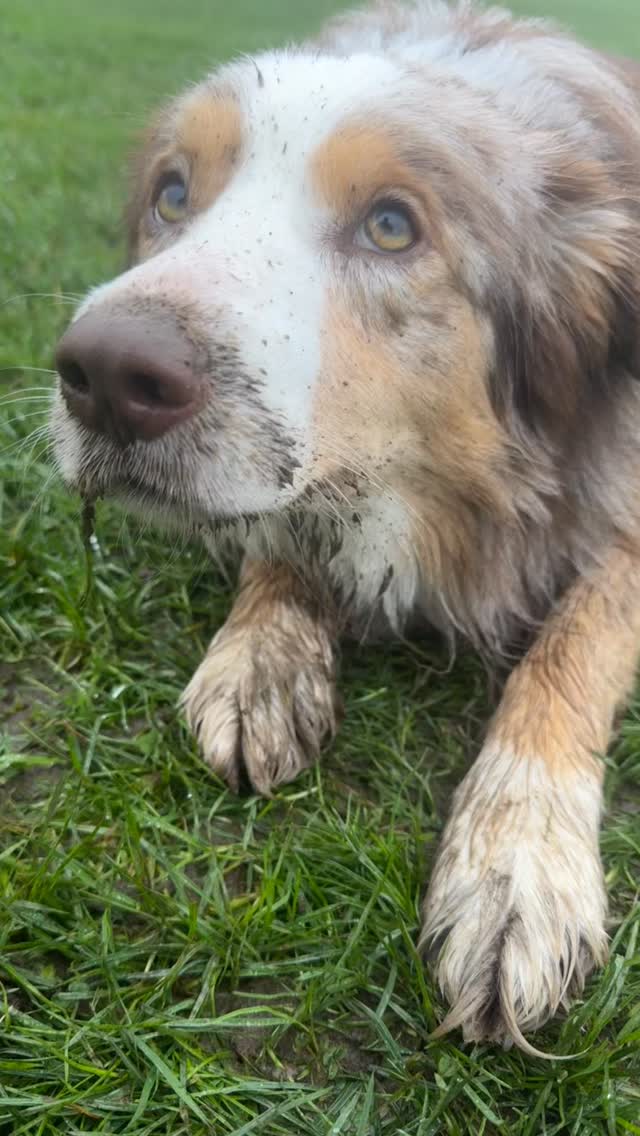 I know… that “guilty face” really looks convincing but it’s not actually guilt ⬇️
You walk in, there’s a mess, and suddenly your dog’s avoiding eye contact, ears back, slinking off… and it feels like they know they’ve done something wrong.
But they don’t feel guilt like we do.
What they are doing is reading you.
Dogs are SO good at picking up on our tone, body language, even the way we walk into a room. So when you see the mess and react (even slightly), they clock it straight away.
That “guilty look”?
It’s more like:
“ummm… you seem a bit off 😅 I’ll just… make myself small”
It’s an appeasement behaviour, not an admission of guilt.
And this is why telling them off after the fact doesn’t work, they’re not connecting it to what they did earlier, just to how you’re acting right now. Over time, this can really impact your relationship.
If something keeps happening, it’s not naughtiness or spite, it just means we need to look at the training or the setup a bit more 👌
.
.
.
#bondfurever #dogtrainingtips #dogbehaviour #dogtraininguk #dogsofinstagram