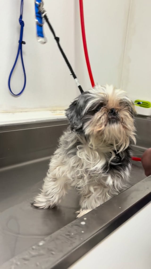 Sugar is in foster care with Cross My Paws Animal Rescue. She came to see us to get a clean up. Isn’t she the cutest!?! #albuquerque #NewMexico #adoptdontshop #savelives